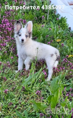 Момче Шелти мини Коли , снимка 7 - Коли - 53650176