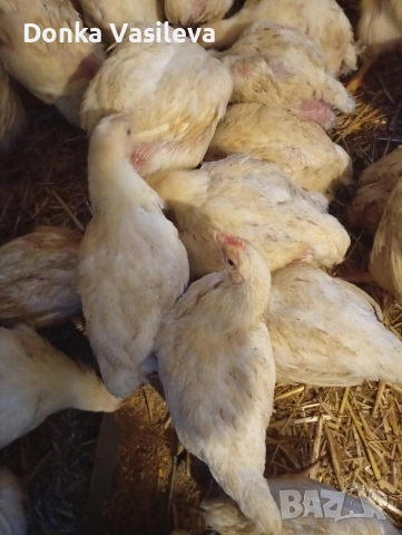 Пилета Бройлери , снимка 4 - Кокошки и пуйки - 53160896