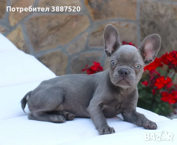фрнеки булдог бебе