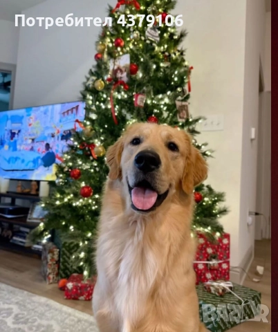 Голдън ретривър момченце родословна майка, снимка 4 - Голдън ретривър - 52909387