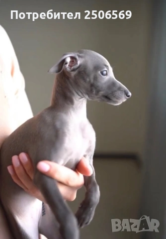 Продавам кученца италианска хрътка, снимка 16 - Хрътка - 53012848