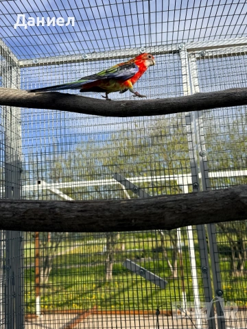 Розела, снимка 4 - Папагали - 54210661