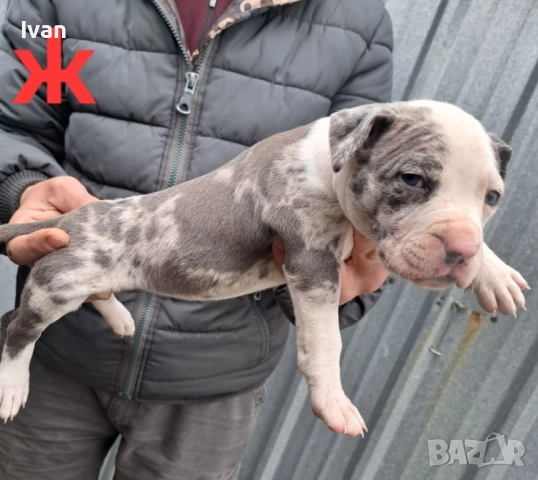 Питбул момиче, снимка 2 - Питбул - 52898884