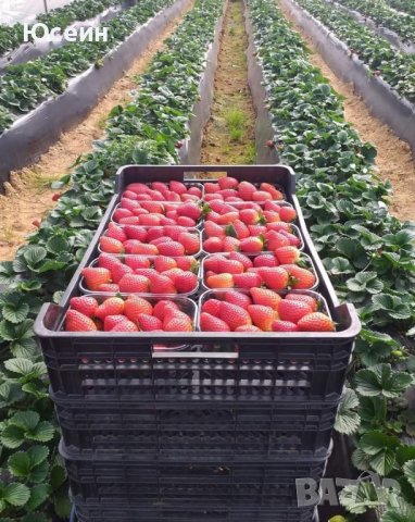 Разсад ягоди,къпини,касис., снимка 5 - Сортови семена и луковици - 27877155