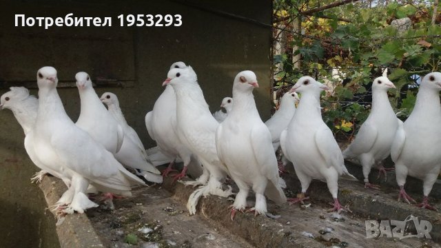 Бели немски много красиви ритоални гъгъби, снимка 1