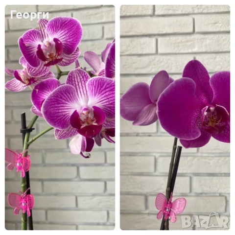 Клипс "пеперуди" за орхидеи, високрастящи или увивни растения., снимка 5 - Стайни растения - 54045504