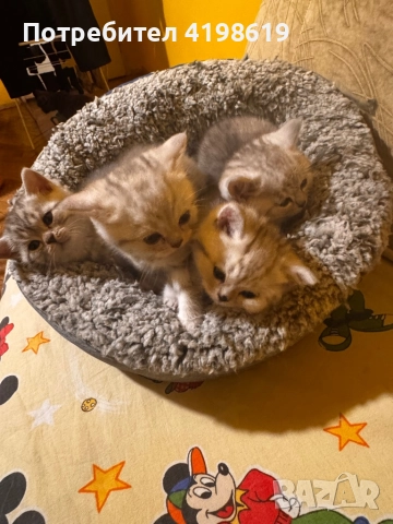  Цена по договаряне