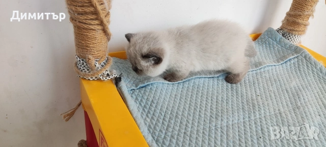 Шотландски котета, снимка 5 - Британска късокосместа - 54252517