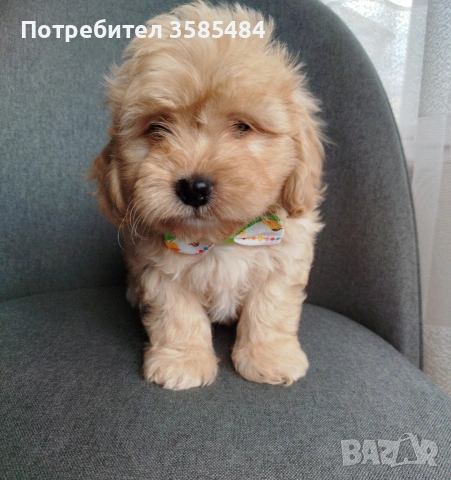 Shih poo/Mini poodle , снимка 7 - Пудели - 54096771