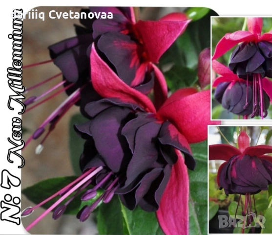 Фуксия за Градинска3.85€ и Каскадна 2.90€, снимка 15 - Градински цветя и растения - 54205891