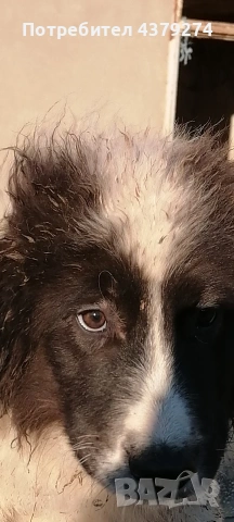 чистопородни овчарски кученца , снимка 4 - Други - 53948087