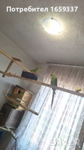  Работещ чифт малък Александър 