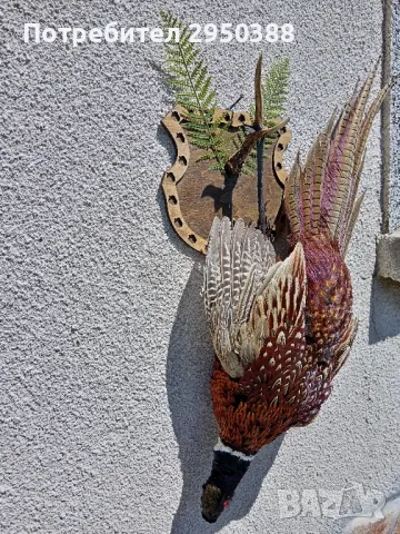 Препариран мъжки фазан , снимка 3 - Други - 50081102