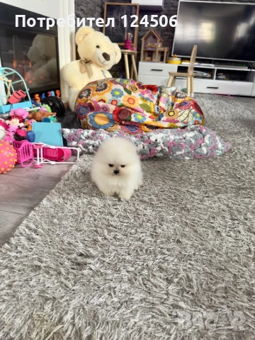 Померан мини померанче, снимка 3 - Померан - 54080656