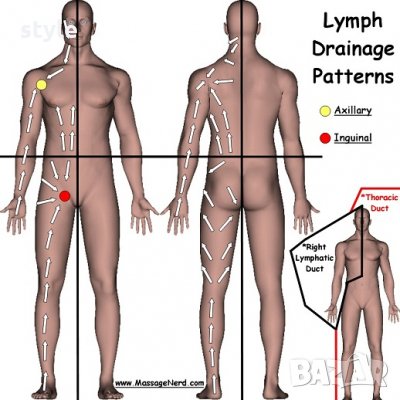Лимфодренажен масаж за добър имунитет, снимка 1