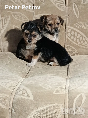 Мини пинчер чихуахуа, снимка 2 - Чихуахуа - 52816462