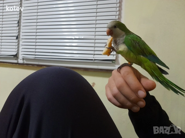 ръчно хранен папагал монах 
