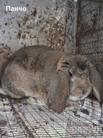 Продавам зайци, снимка 3 - Други - 46921009