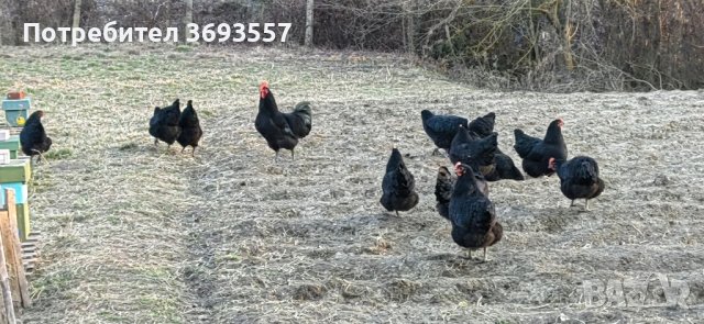 Оплодени яйца от черен австралорп , снимка 6 - Кокошки и пуйки - 44375254