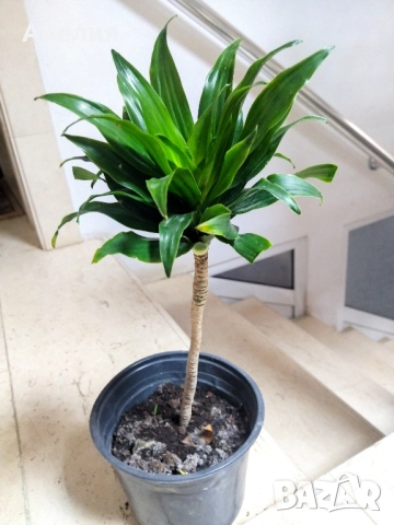 Драцена компакта, снимка 2 - Стайни растения - 52525919