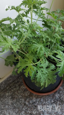 Продавам цветя Индрише, големи , снимка 8 - Градински цветя и растения - 33316742