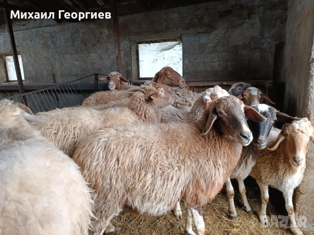 Продавам овце 