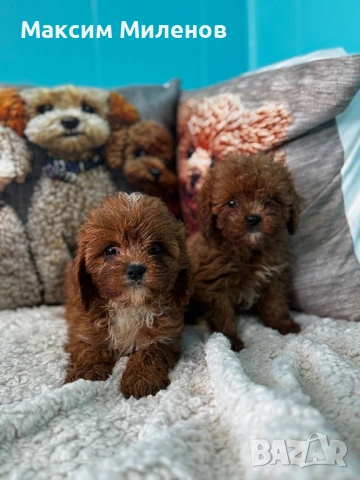 Кавапу / Cavapoo