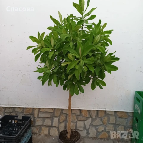 Каучуково дърво /Бразилска хевея/