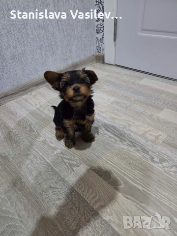 Бебе Йорки момченце, снимка 3 - Йоркширски териер - 53237459