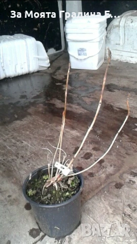 Хортензия макрофила, снимка 8 - Градински цветя и растения - 54032654