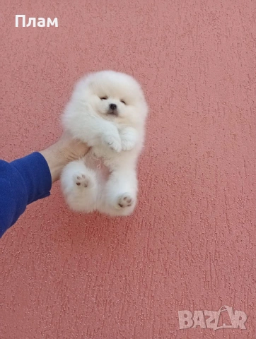 Померани.Реални снимки!, снимка 6 - Померан - 54105599