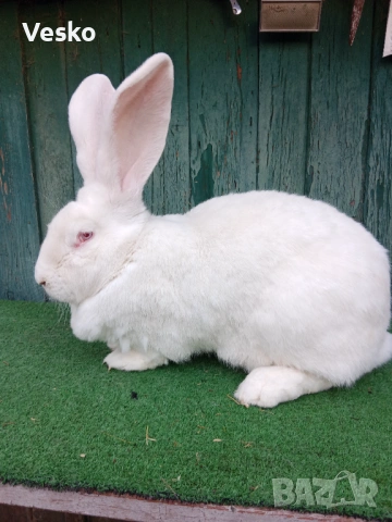 Зайци бели великани Свободни женски , снимка 3 - Други животни - 53297017