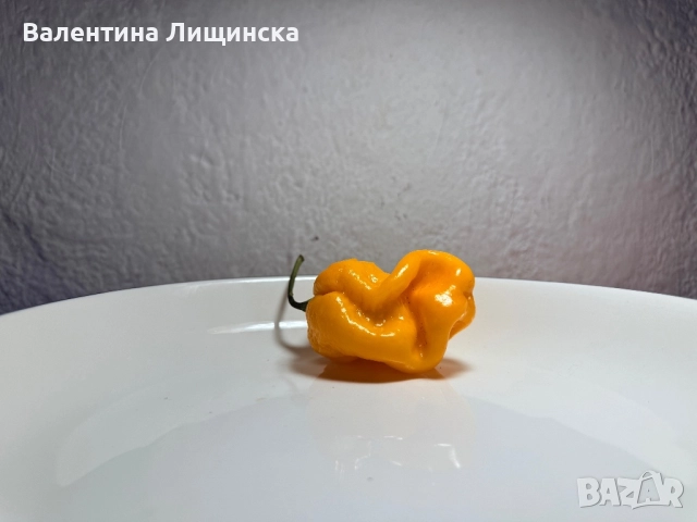  резервиране на разсад от люти чушки, снимка 8 - Разсади - 51981708