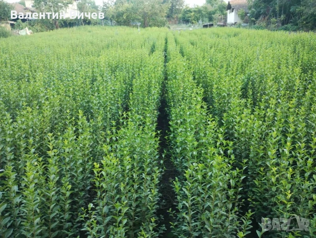 Лигуструм Овалифолиум - Жив - плет (0.70) за 1бр.