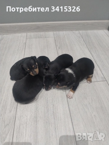 пинчер, снимка 3 - Пинчер - 53951001