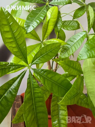 Дървото на парите, пахира,, 65 см височина, със саксия, снимка 6 - Стайни растения - 49709890