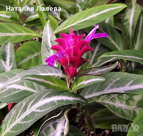 Порфирокома, porphyrocoma