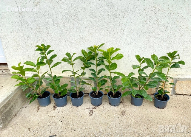 Лавровишна Новита 30-40 см, снимка 1