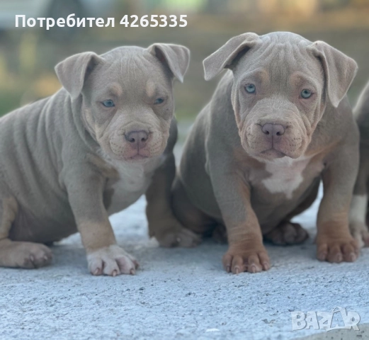 Американско були покет. 4 свободни женски, снимка 4 - Други - 51783586