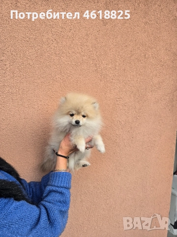 Померан , снимка 3 - Померан - 52684949