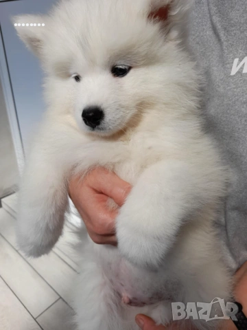 Самоед бебета, снимка 2 - Самоед - 51998559