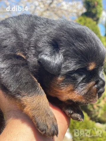 Ротвайлери , снимка 16 - Ротвайлер - 50765775