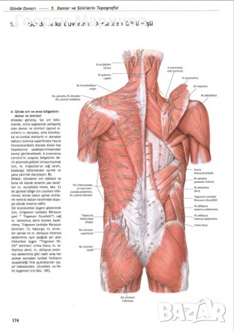 Атлас по анатомия PROMETHEUS от 1 до 3 том, PROMETHEUS Anatomi Atlası, Cilt 1-3, турски език, снимка 11 - Специализирана литература - 37537775