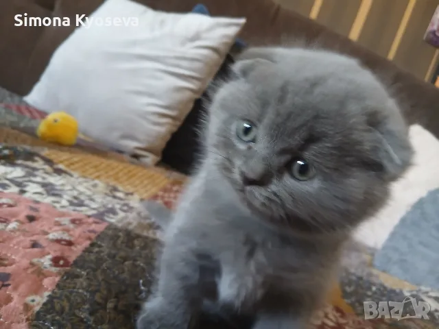 шест малки нинджи,шест топчици любов!, снимка 2 - Британска късокосместа - 56304514