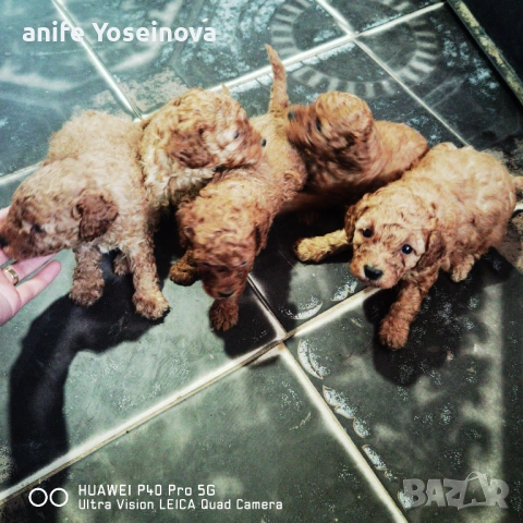 Продават се Той Пудели , снимка 3 - Пудели - 54036132