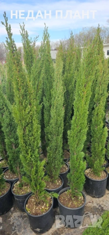 Кипарис "Тотем", снимка 2 - Градински цветя и растения - 54021958