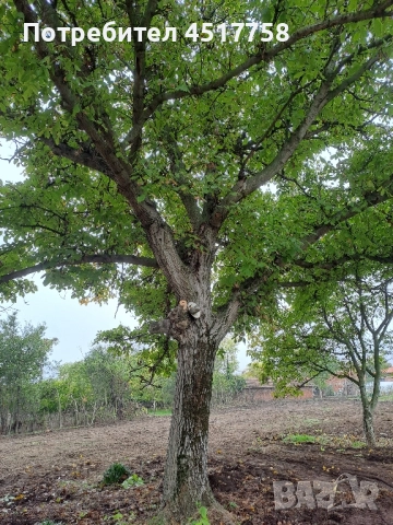 орехово дърво, снимка 2 - Други - 52339150