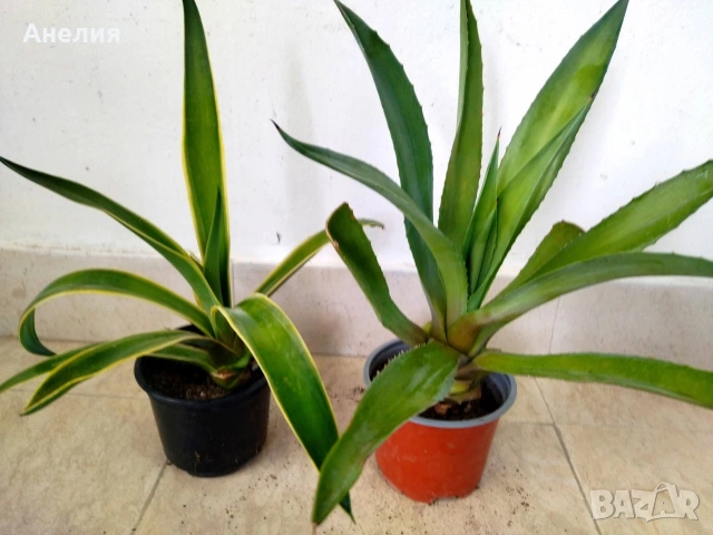 АГАВЕ два вида 