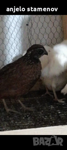 Вирджински масков пъдпъдък , снимка 3 - други­ - 52924055