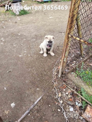 Малки КАНГАЛИ, снимка 5 - Кангал - 54088645